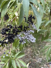 Sambucus cerulea