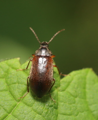 Chrysomeloidea