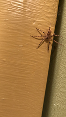 Dolomedes tenebrosus