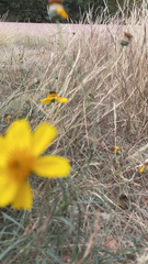 Thelesperma filifolium