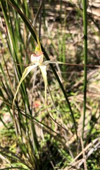 Caladenia venusta