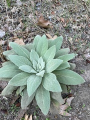 Verbascum thapsus