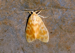 Hemipsilia coavestis