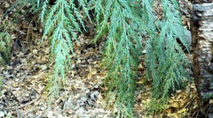 Asplenium appendiculatum appendiculatum