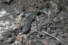 Ambystoma laterale