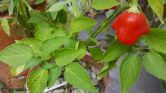 Capsicum baccatum pendulum