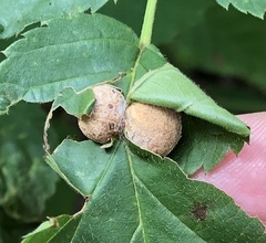 Neolasioptera farinosa