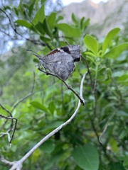 Libytheana carinenta mexicana