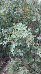 Quercus gambelii