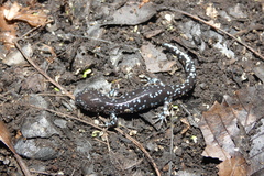 Ambystoma laterale