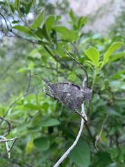 Libytheana carinenta mexicana