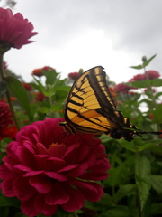 Papilio multicaudata