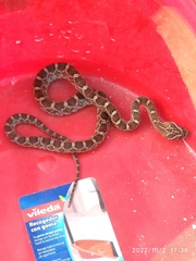 Pantherophis emoryi