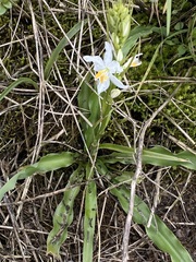 Trihesperus glaucus