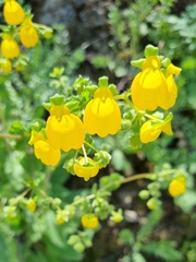 Calceolaria corymbosa