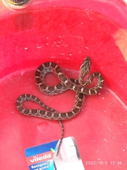 Pantherophis emoryi