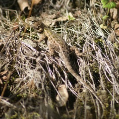 Sceloporus formosus