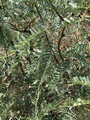 Prosopis glandulosa