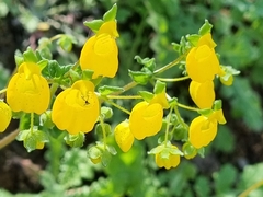 Calceolaria corymbosa