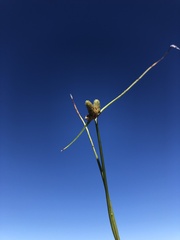 Cyperus neotropicalis
