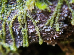 Helicogloea compressa