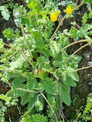 Calceolaria corymbosa