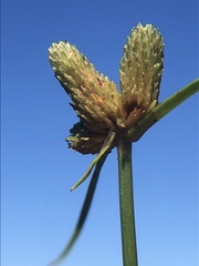 Cyperus neotropicalis