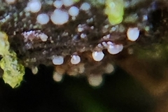 Helicogloea compressa