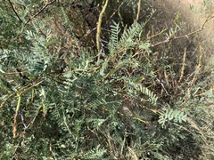 Prosopis glandulosa