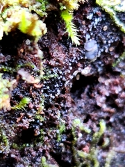 Helicogloea compressa