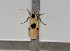 Thysanoptyx