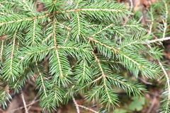 Picea rubens