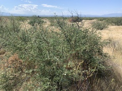 Prosopis glandulosa