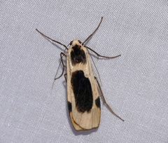 Thysanoptyx
