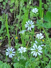Stellaria chilensis