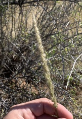 Digitaria californica