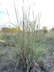 Bothriochloa longipaniculata