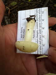 Russula cremoricolor