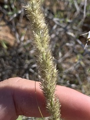 Digitaria californica