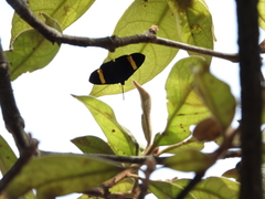 Esthemopsis pherephatte