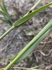 Bothriochloa longipaniculata