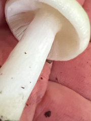 Russula cremoricolor