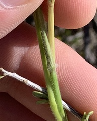 Digitaria californica