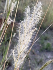 Bothriochloa longipaniculata