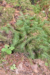 Picea rubens