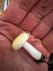 Russula cremoricolor