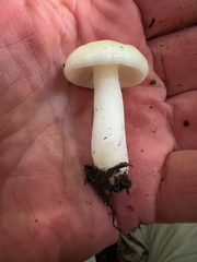 Russula cremoricolor