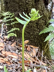 Polypodium californicum