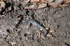 Ambystoma laterale