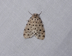 Aemene punctigera